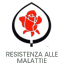 Marchio di eccellenza tedesco riservato alle rose particolarmente resistenti alle malattie. ADR